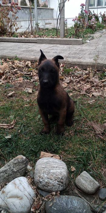 Щенки малинуа бельгийская овчарка! Питомник предлагает супер щеночков