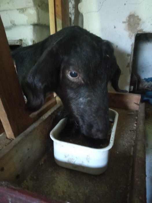 Кози зааненьські та заано-нубійські