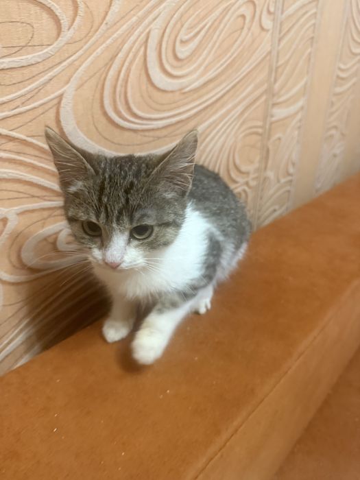 Котик шукає добру сімʼю