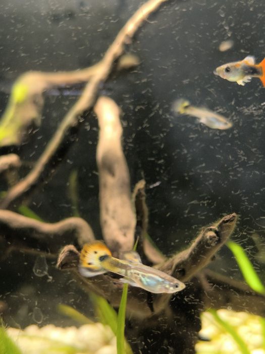 Vendo guppy Almada