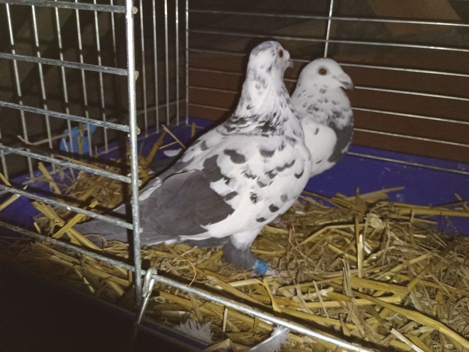 Gołębie pocztowe tygrysy