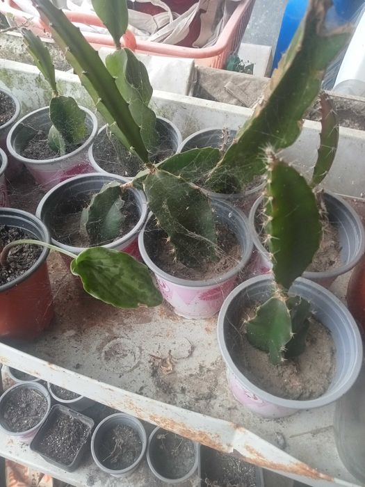 Pitaya para venda