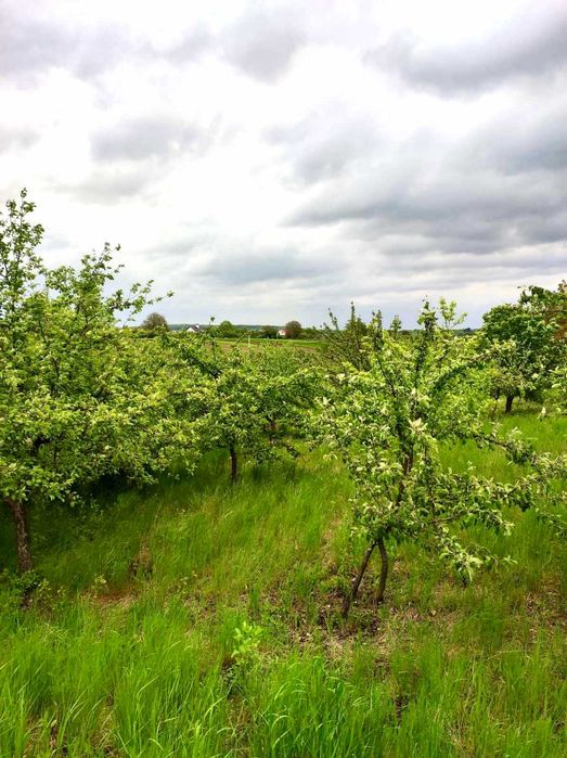 Продаж земельної ділянки. с. Верхня Білка-Львівське ОТГ