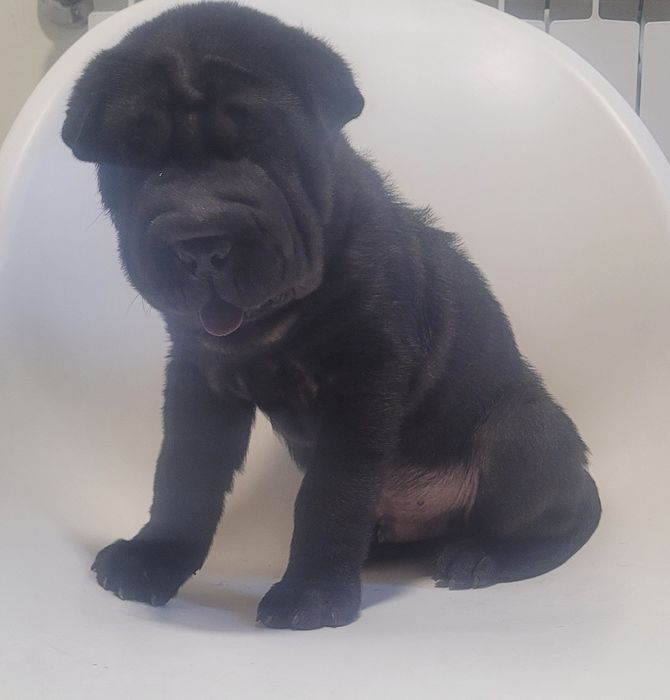 Sharpei macho bebé preto