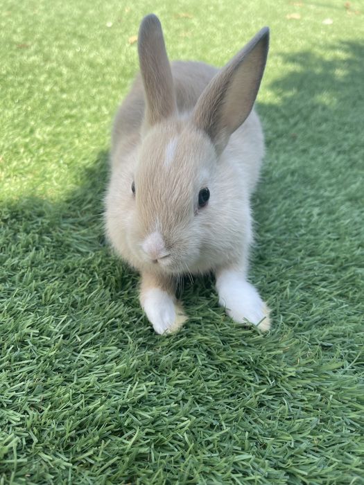 Coelhos mini toy