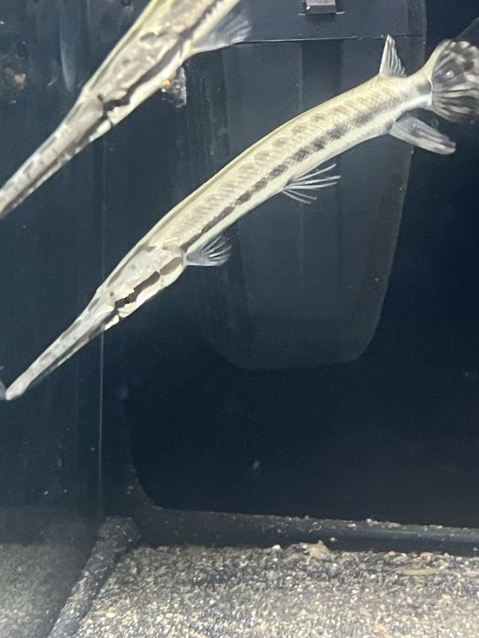 GAR Florida 14/15cm