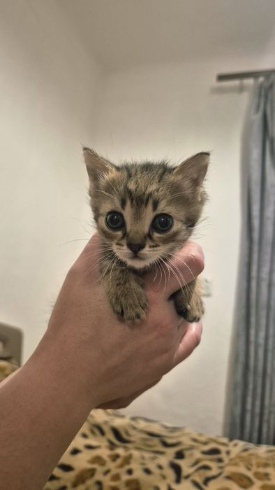 Віддам у добрі руки кошеня