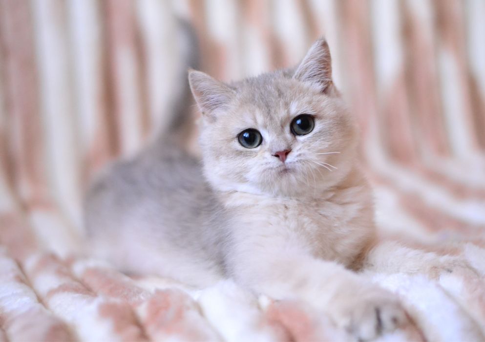 Блакитна золота шиншила