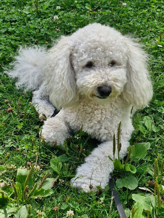 Pudel miniatura reproduktor