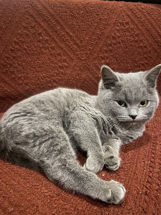 Котик шотландський