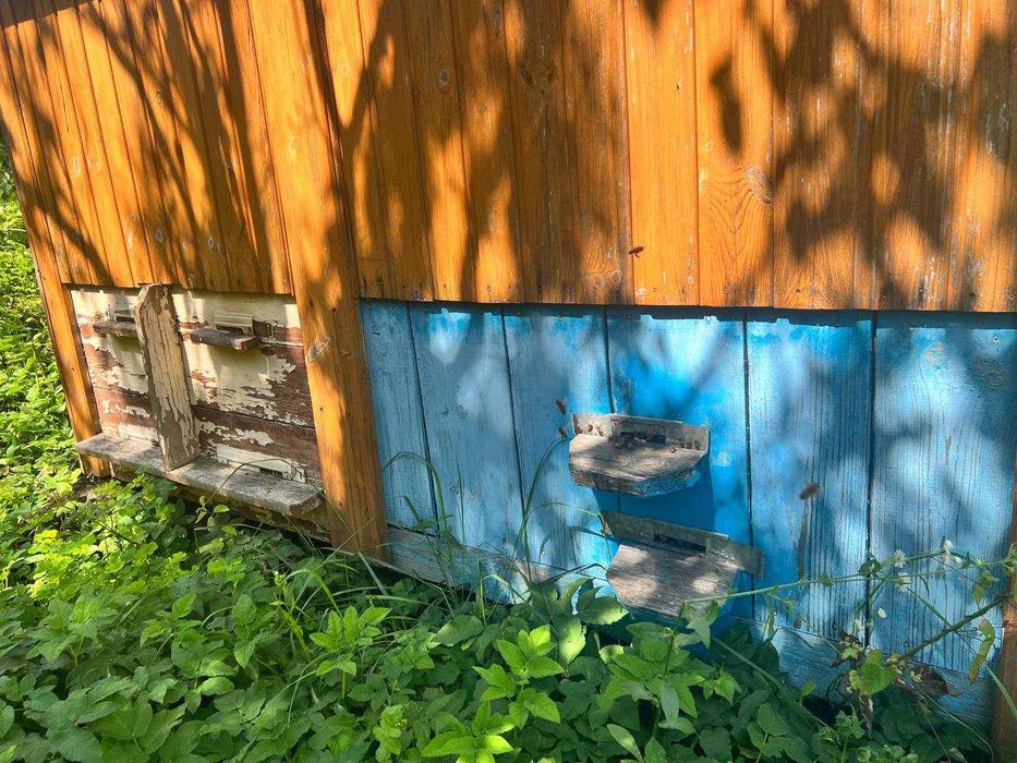 Апідомік\Апілежак сон на вулику