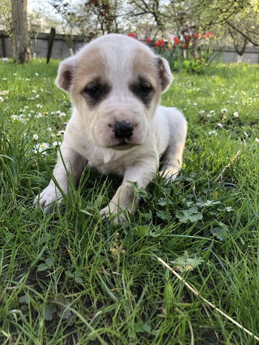 Алабай САО 3 дівчинки