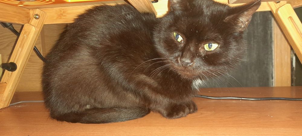 Віддаємо лагідного котика. Сумка-переноска в подарунок