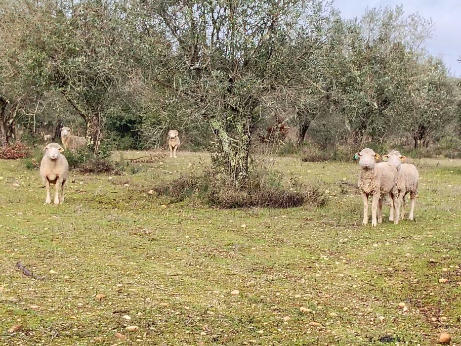 Ovelhas Merino Puras