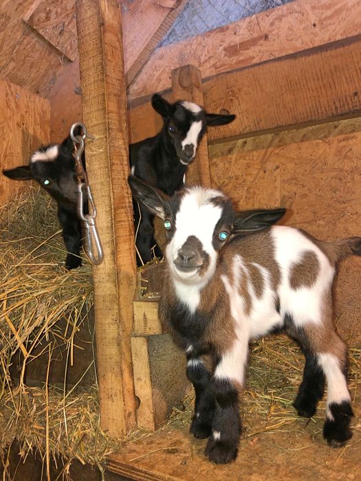 Карликрвая коза Голландский гном мини козлята