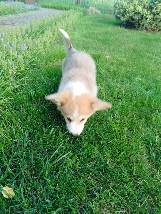 Piesek Welsh Corgi PEMBROKE - Kapsel
