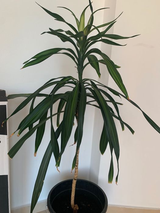 Planta de interior natural. Tamanho grande.