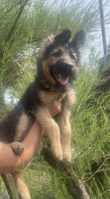 Щенки немецкой овчарки