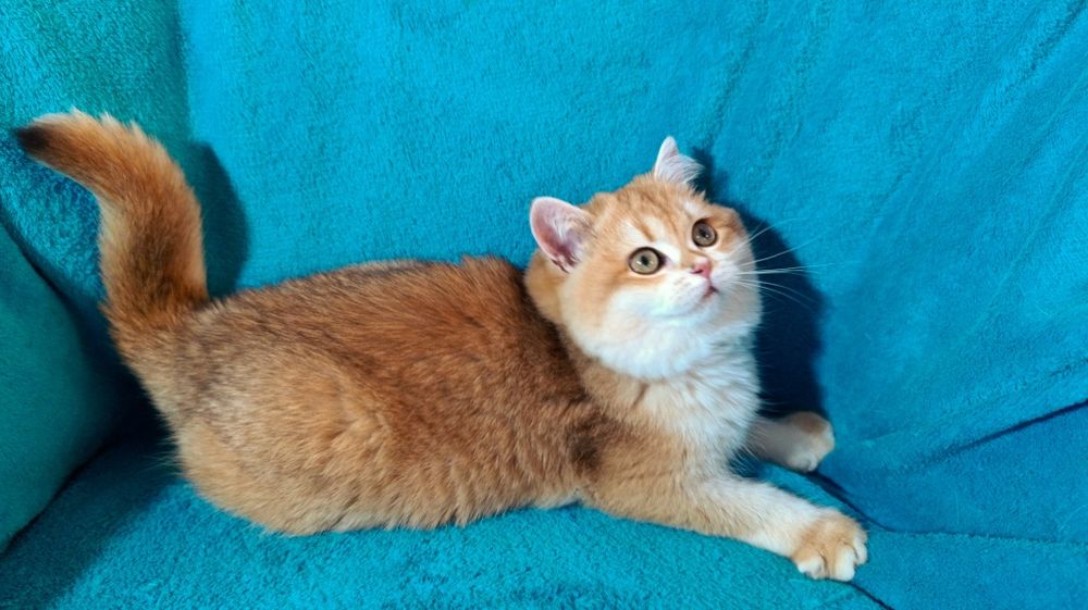 Мега крута дівчинка золота шиншила шоу класу чекає на родину