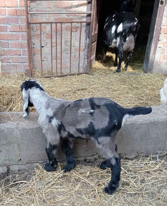 Англонубійський козлик 100%