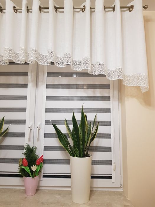 Kwiat Sansewieria gwinejska 4 szt. I dracena
