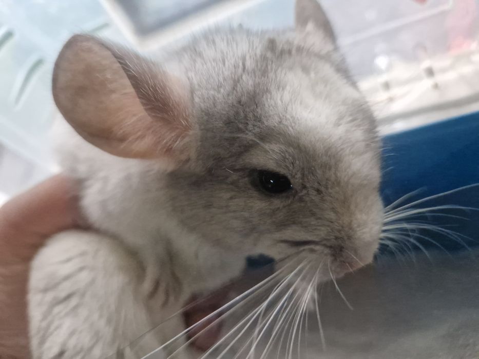 Witam sprzedam szynszyla  biały mozaika. Zapraszam do kontaktu