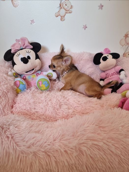 Chi Fêmea mini  pêlo longo c tds as vacinas  Pedigree e afixo