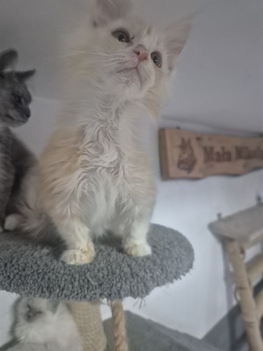 Śliczny kocurek Maine coon