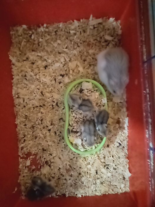 Джунгарские хомячки