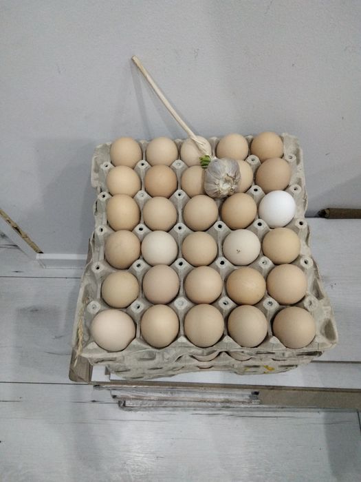 Jajka wiejskie od rolnika