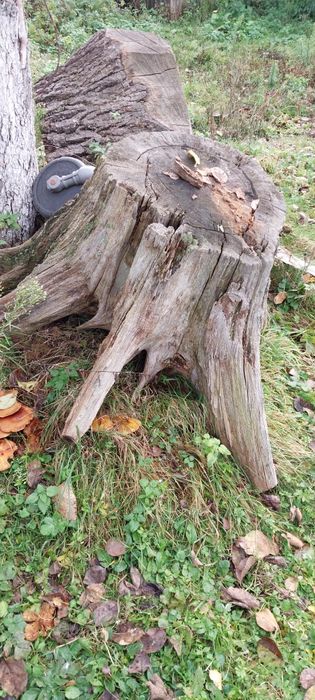 Пень дубовий стан по фото