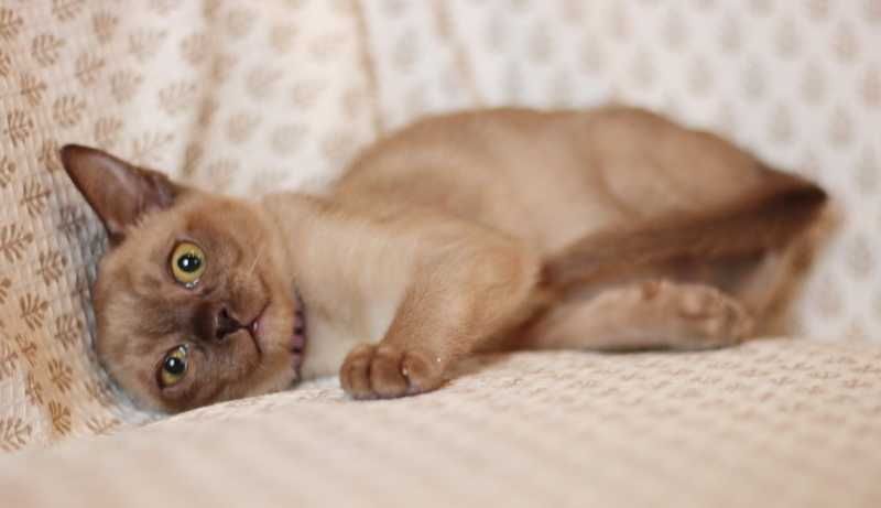 Девчулька американской бурмы!