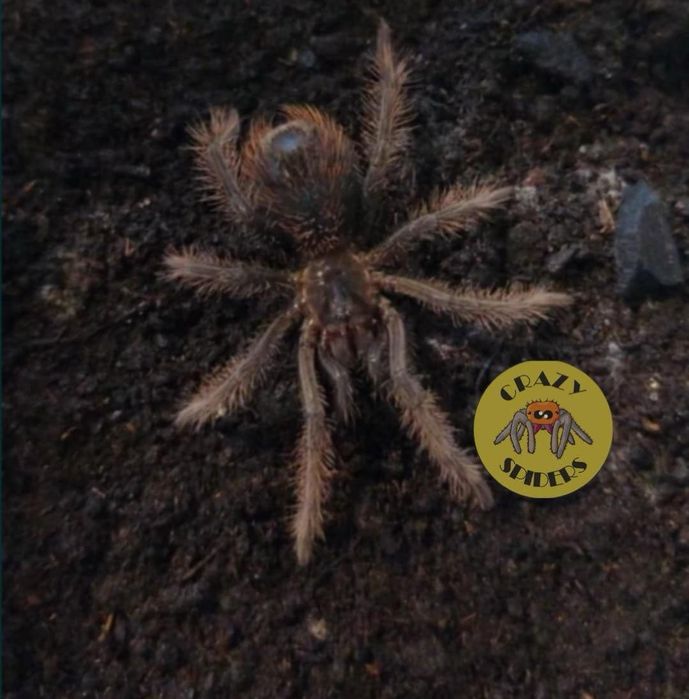 Xenestis Intermedia 4dc samiczka