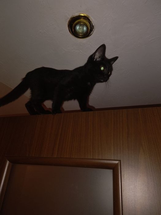 Rudy kocur i czarna kotka do dopcji razem