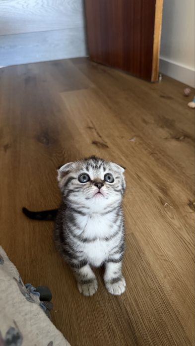 Gatinha Scottish Fold