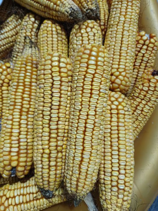 Кукурудза. Може бути у струках або зерно