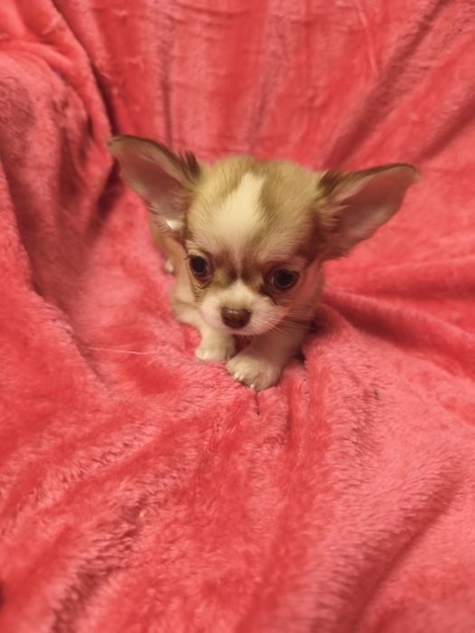 Chihuahua de pêlo cumprido menina