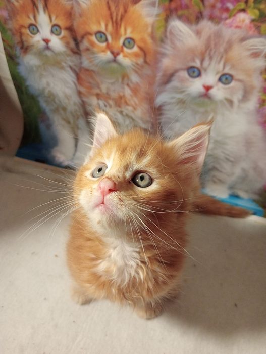 Кошенята Мейн-куни