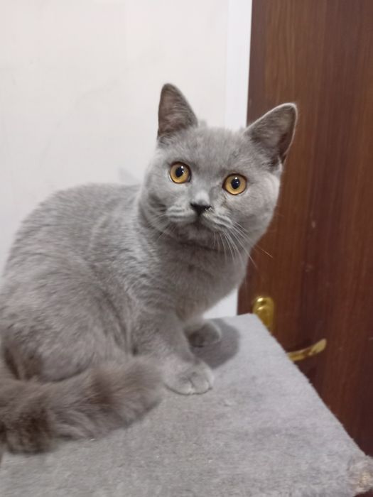 Kotek kocurek szkocki