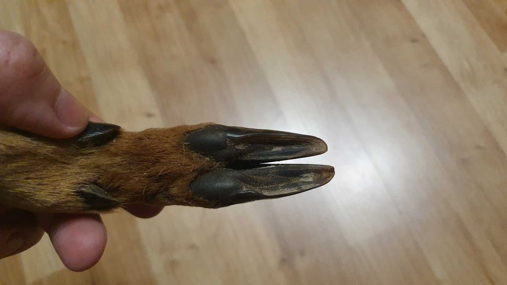 Нога кози на ніж