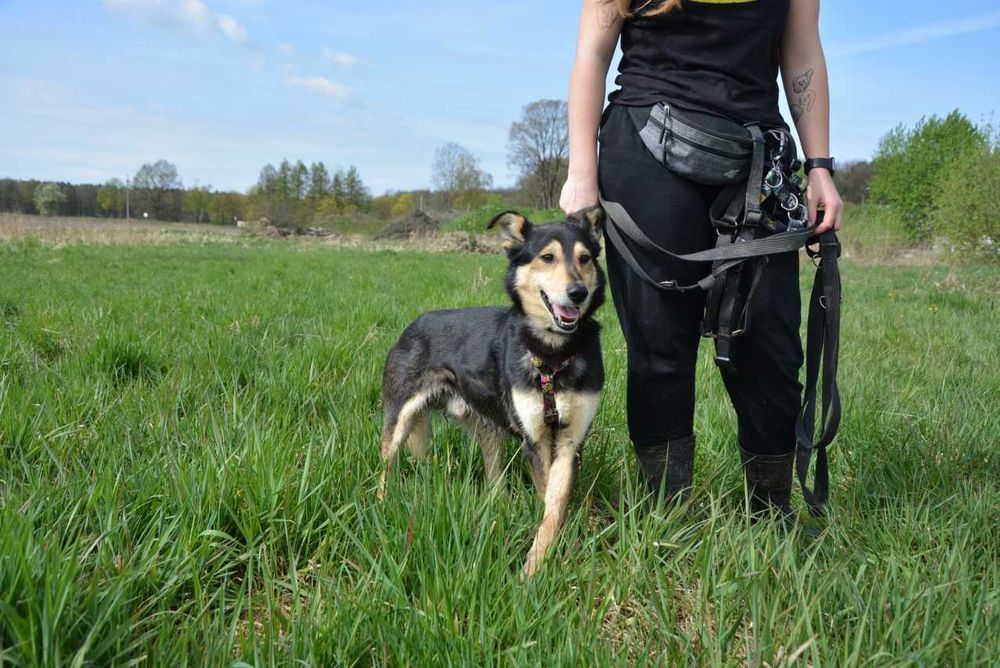 Irys Irysek młody psiak szuka domu