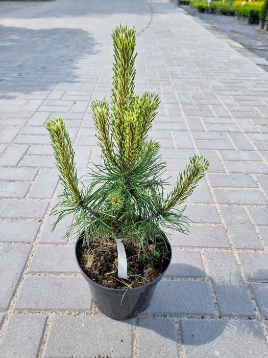 rośliny iglaste, SZCZEPIONE, bogaty wybór, wiele unikatów C5 PRODUCENT