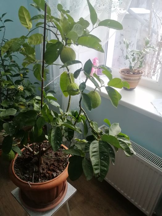 Дерева якісні Лимони