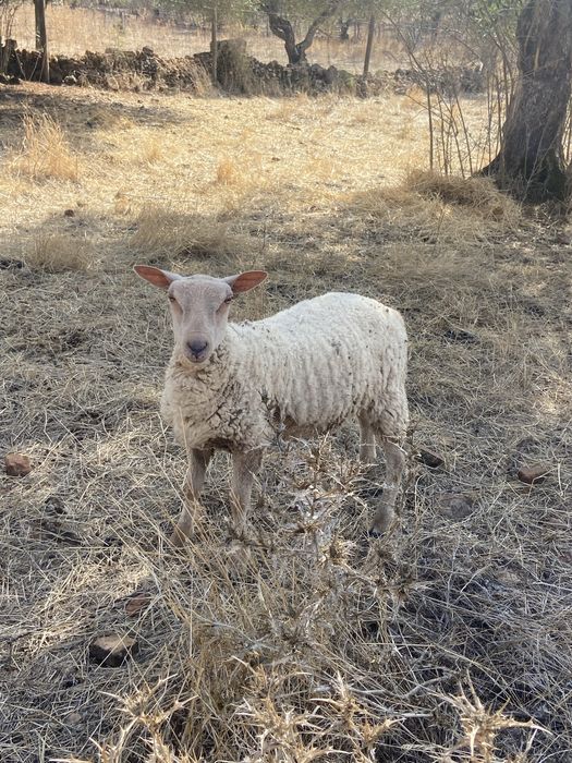 Borrega charollais pura