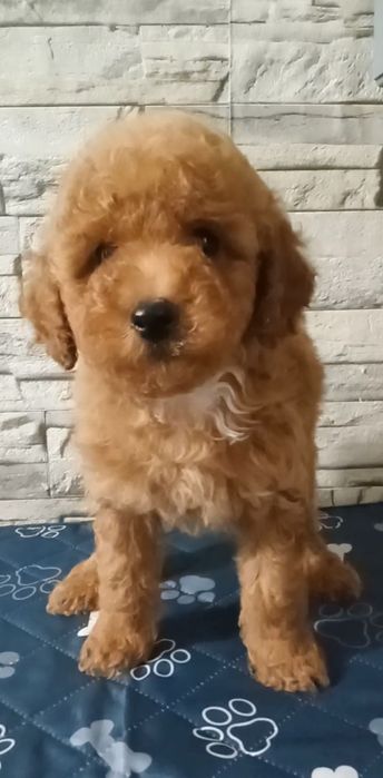 Ваше кучеряве щастя