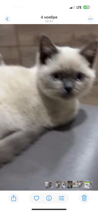 Вязка кошек !Шотланский Скотишь Страйт