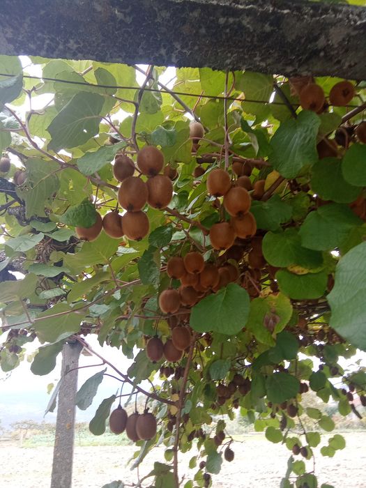 Kiwis  biologico de calibre medio