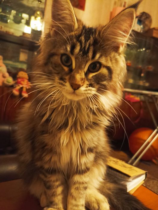 Прекрасні котики мейн-кун