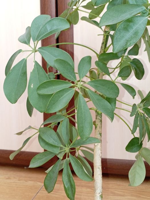 Шеффлера кімнатна