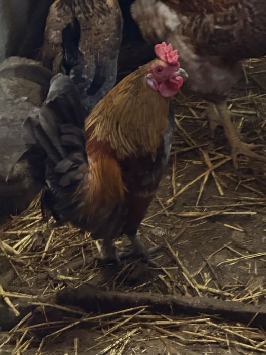 Кури декоративні Бентамки